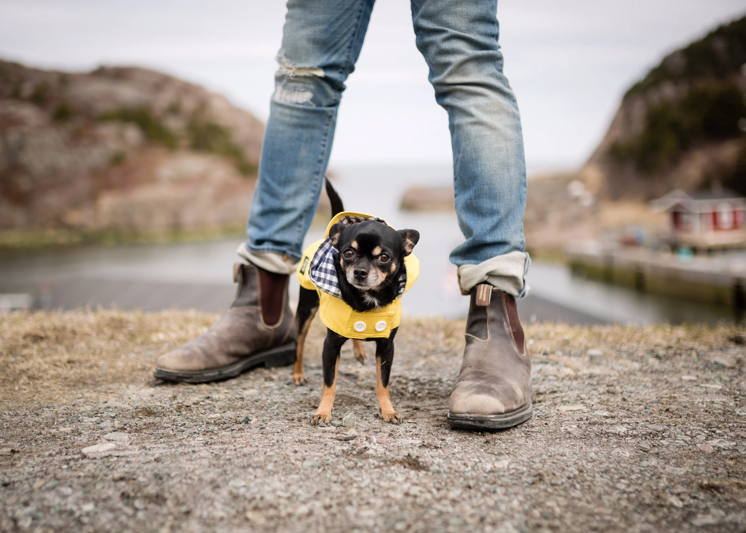 #25_067_Man_Dog_Yellowcoat.jpg