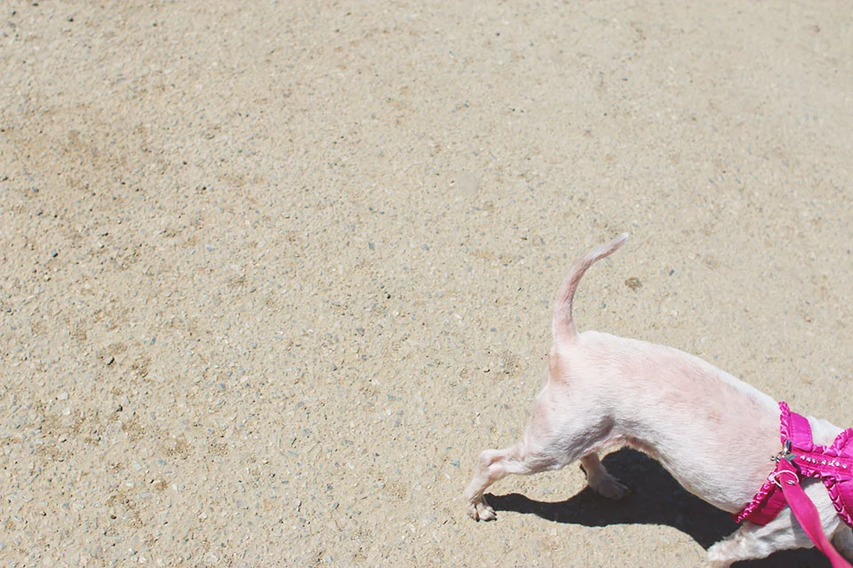 Real talk- this is how half my photos looked like. Happy dogs don't pose for blog posts apparently. 