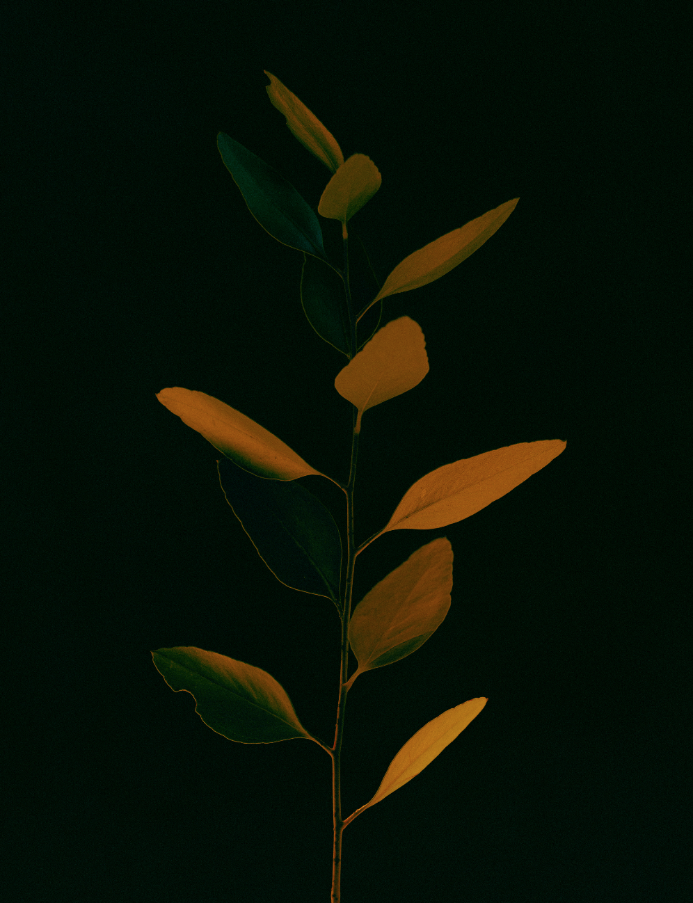 Screen Shot 2018-07-25 at 10.55.35 AM.png