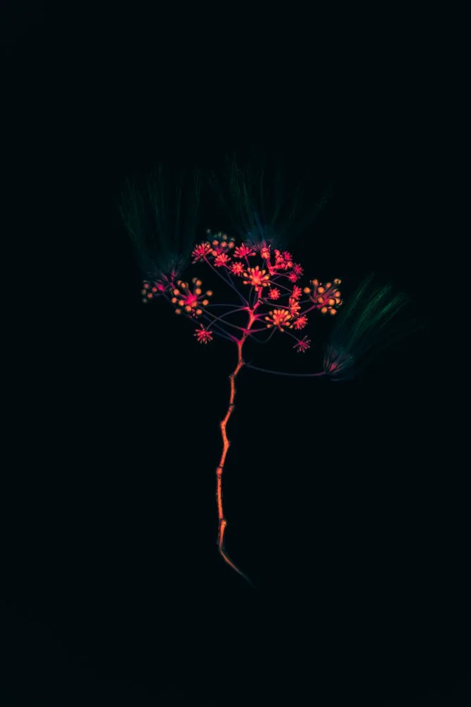 Plant Pressing Studies