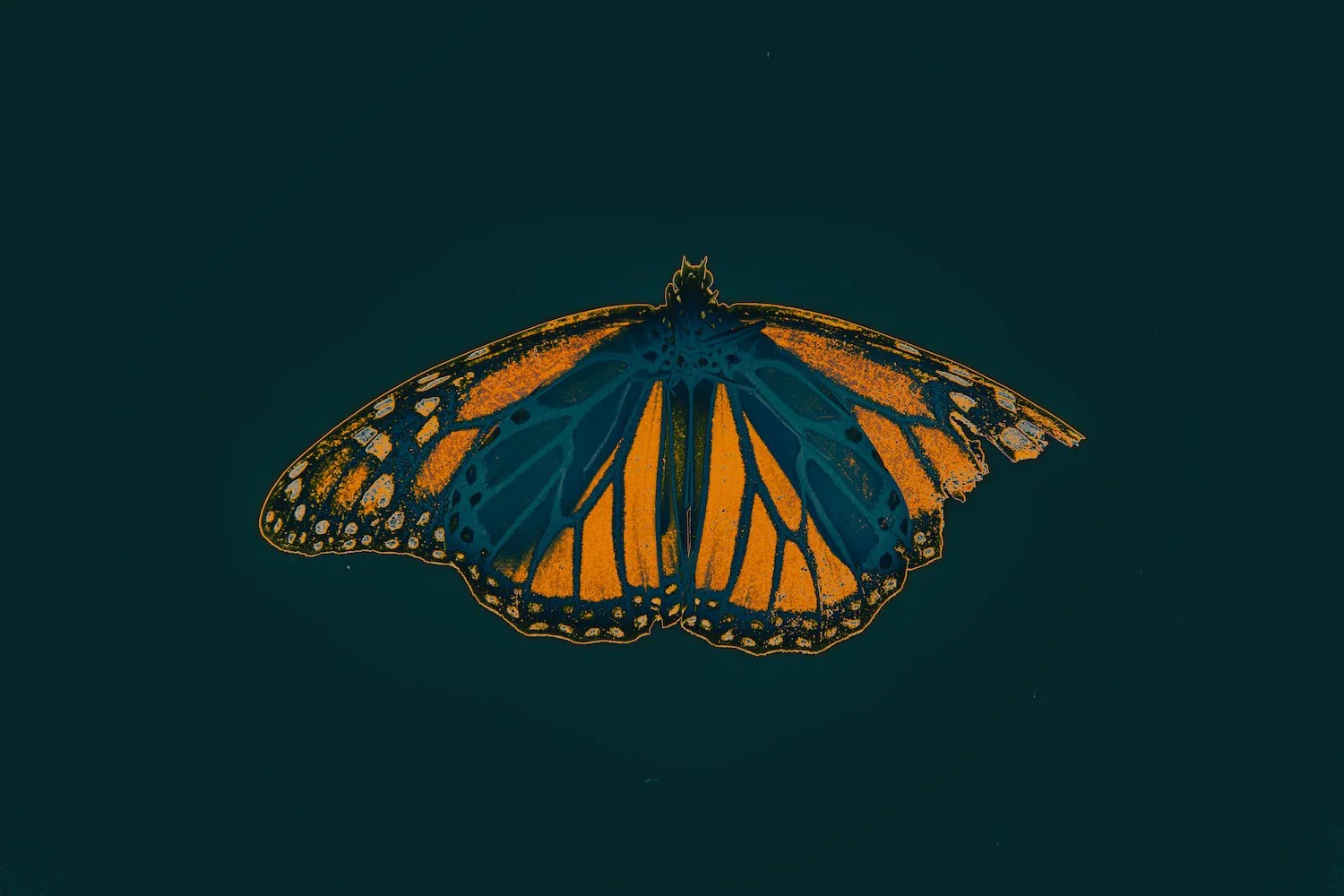 Remnants: Still Lifes of Dead Insects