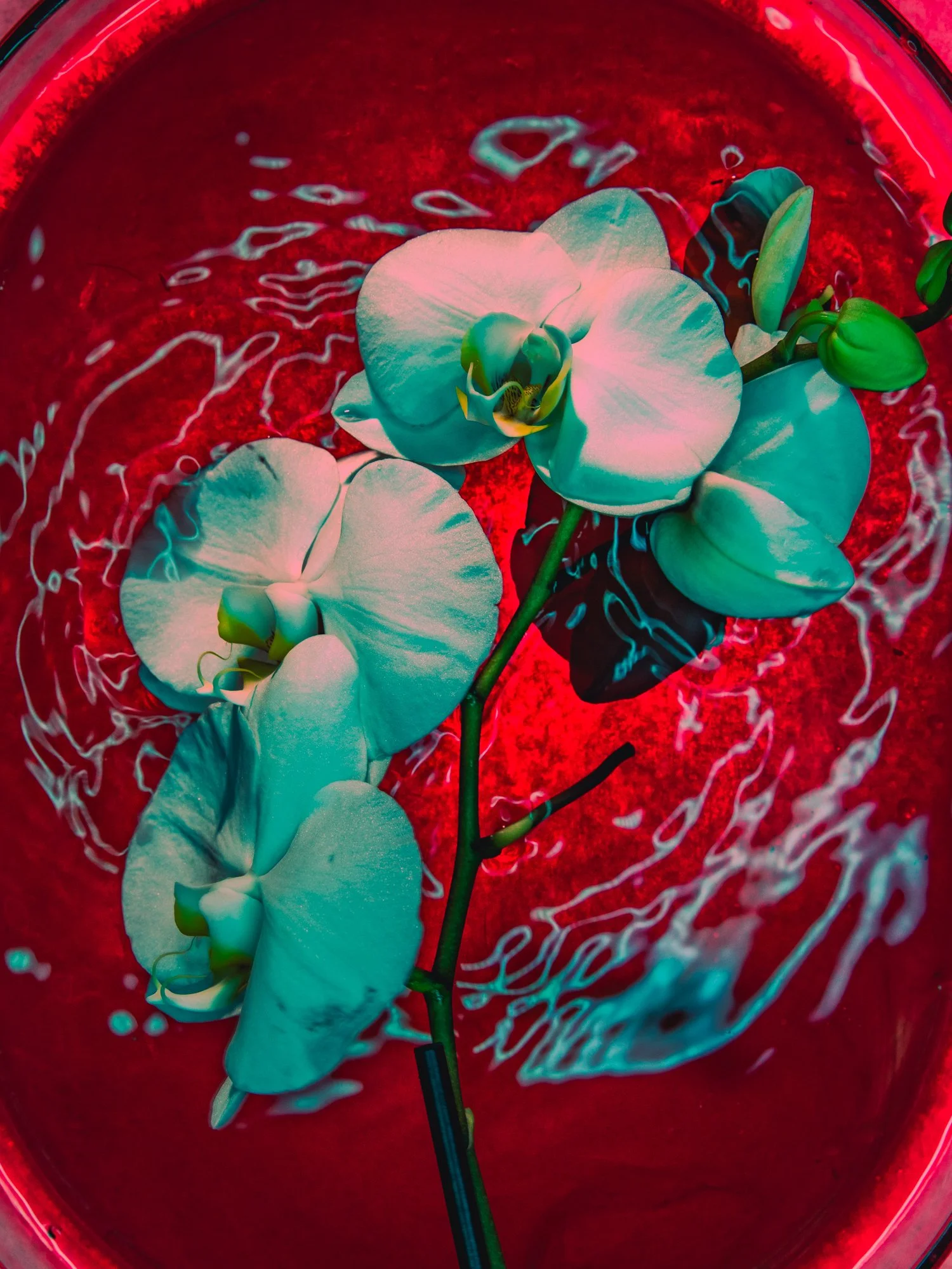 New Flower Portraits and a Fine Art Print Sale