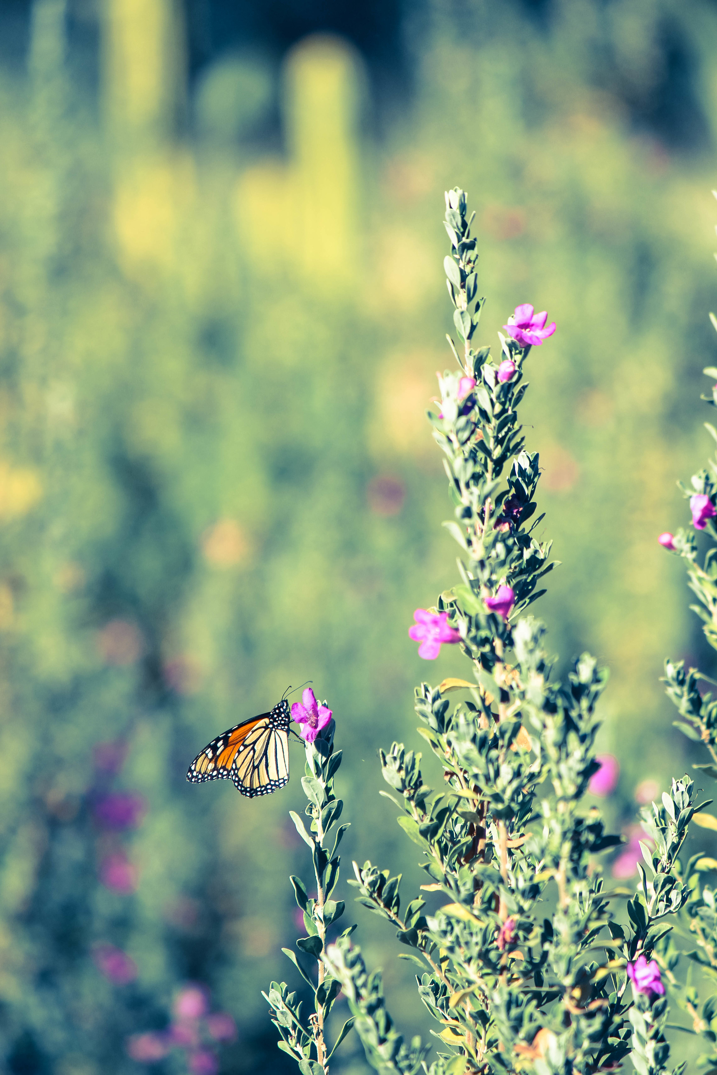 Monarch Butterfly