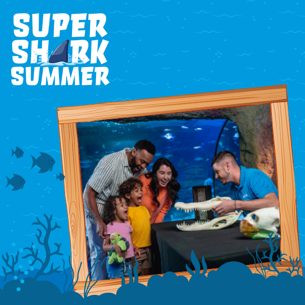 Sea Life Super Shark Summer