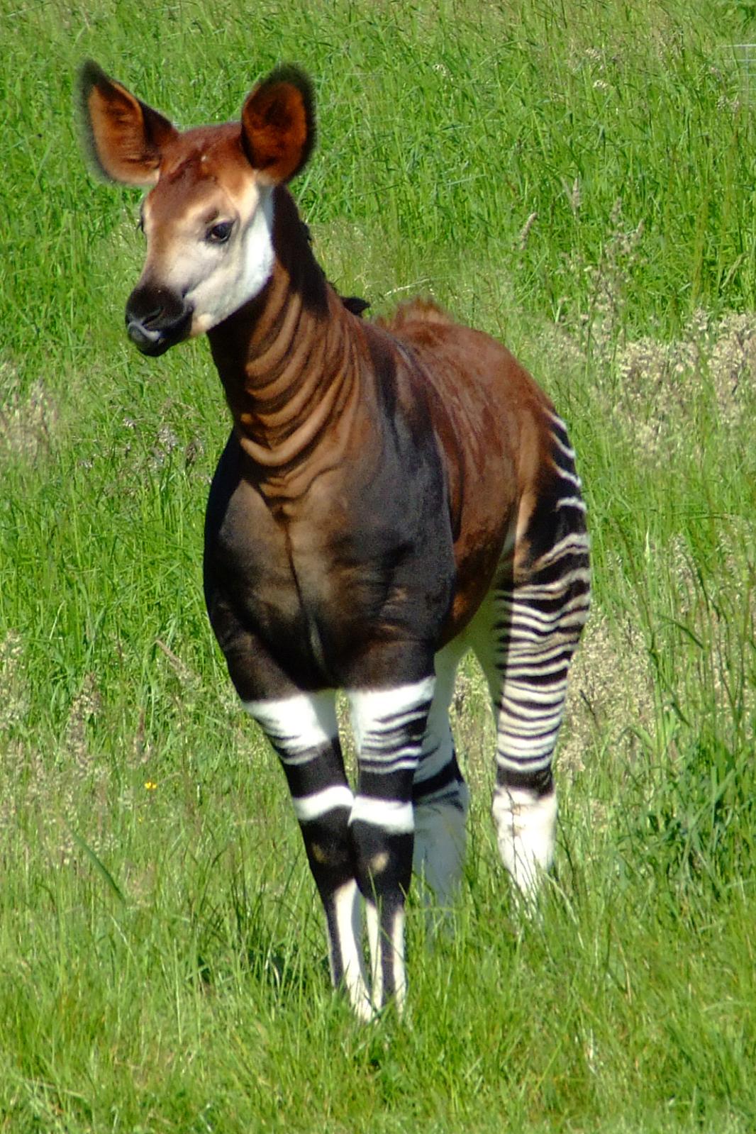 Sånn ser en okapi ut. Den likner litt på en hest, og litt på en sebra, men er sjiraffens nærmeste slektning.