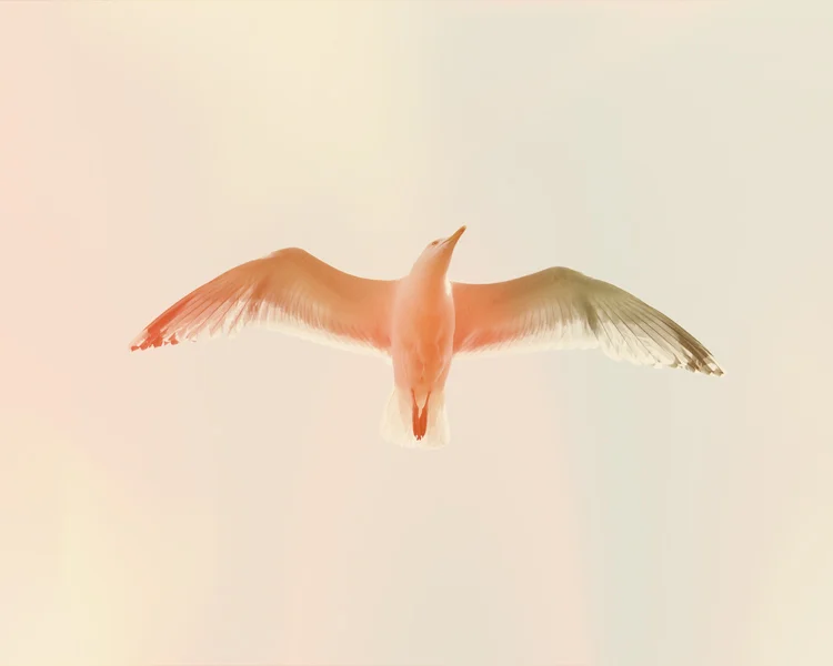 lan11 - gull.jpg