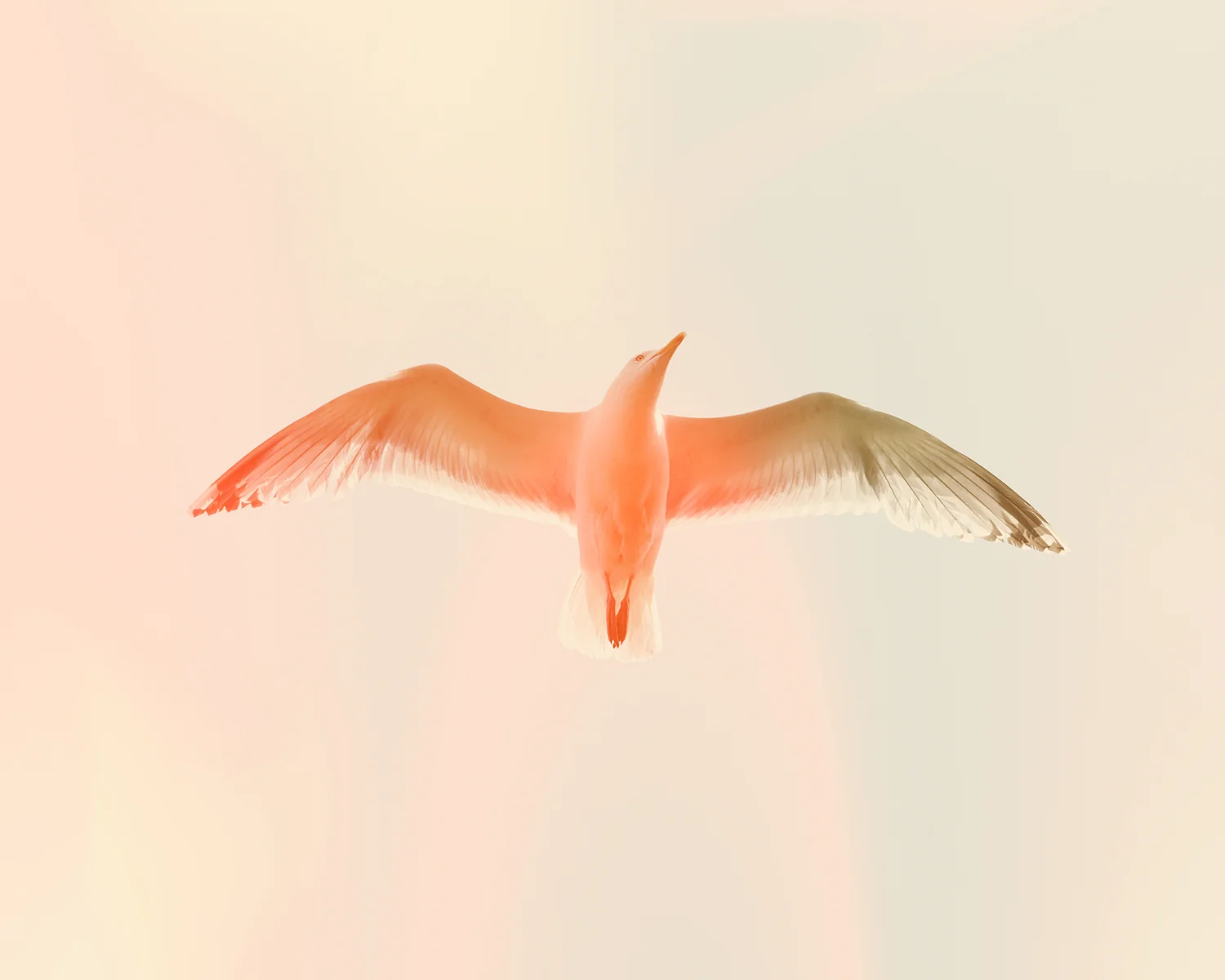 45 - Gull 5.jpg