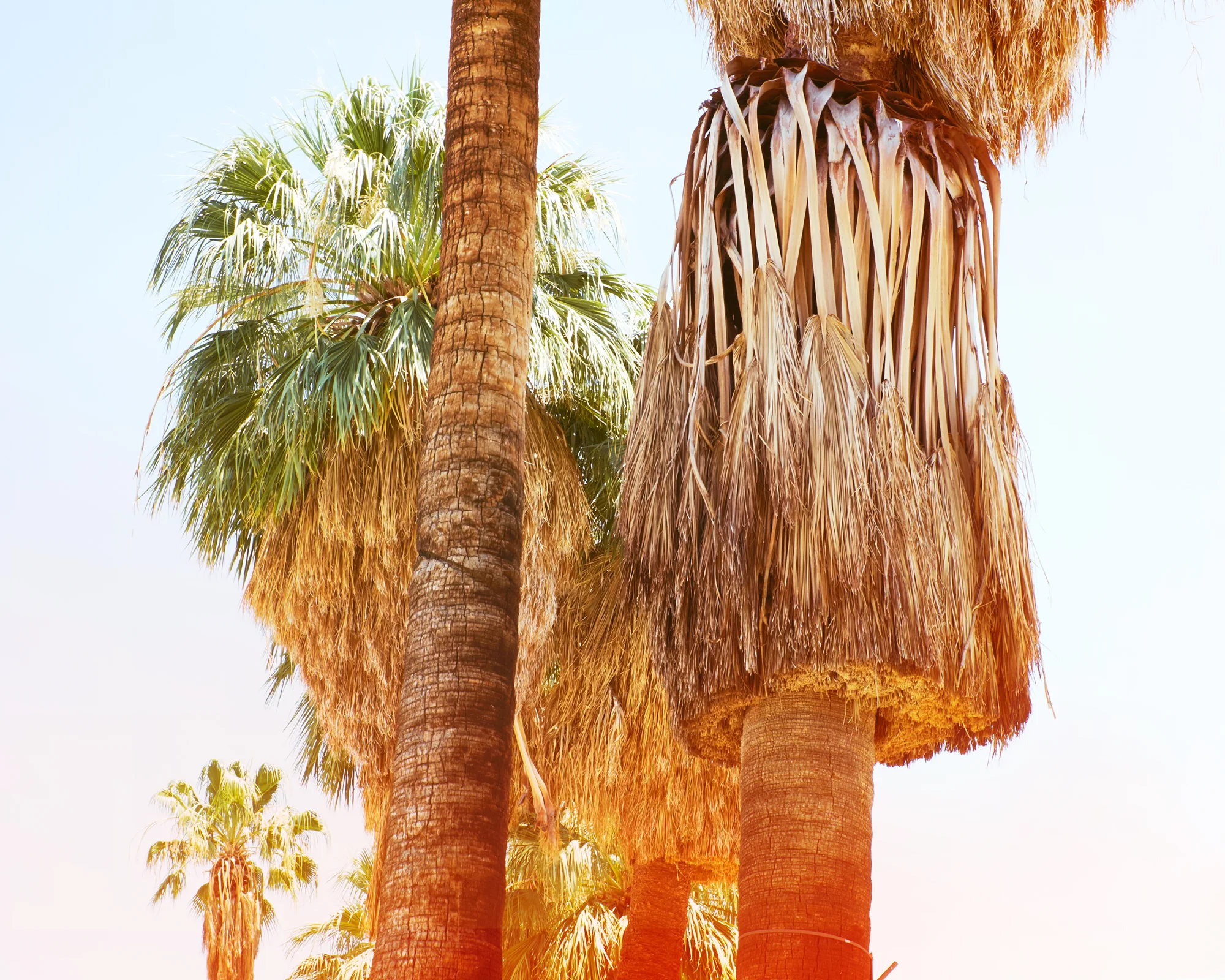 Palm Tree beard.jpg
