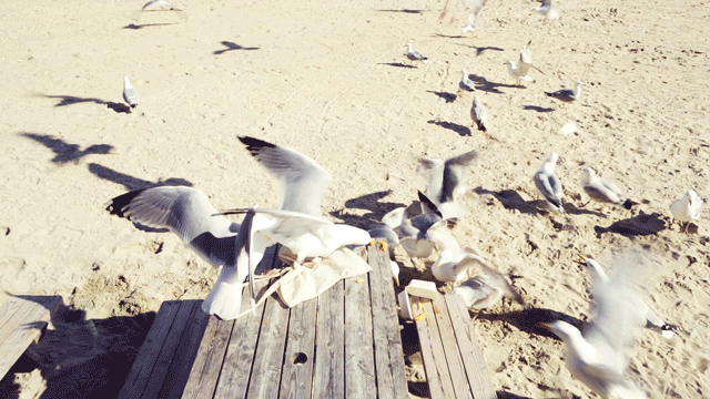 Seagulls.gif