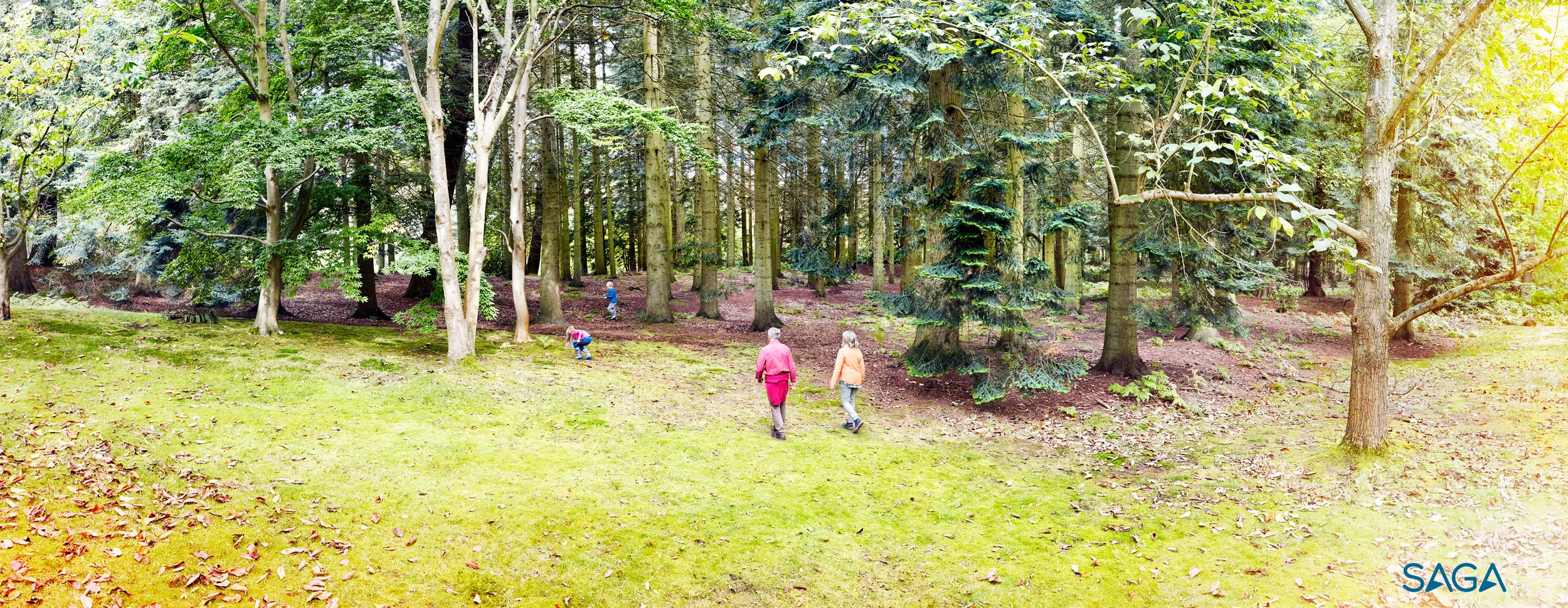 Saga - Forest - landscape.jpg