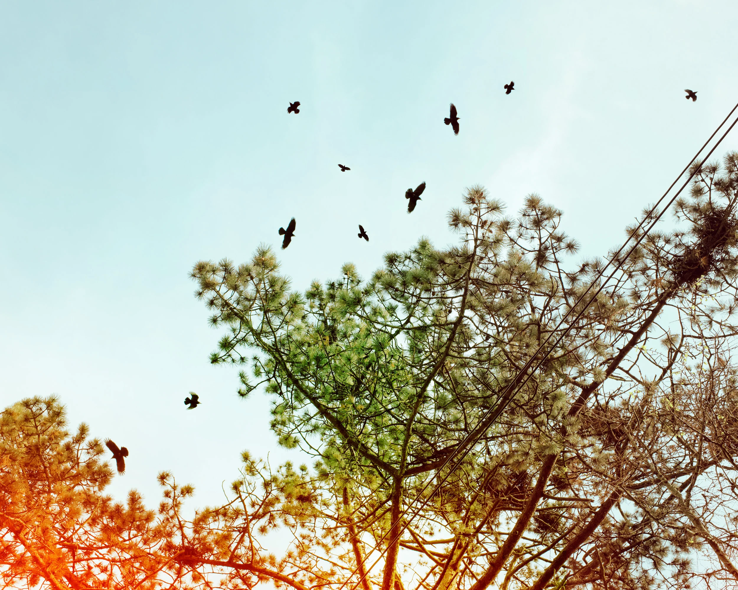 The-A4---Birdnests-no.-2.jpg