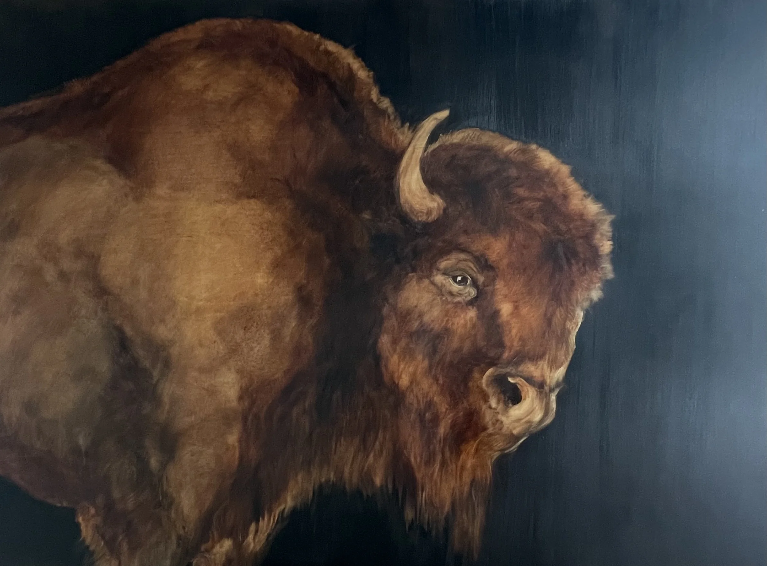 Wooly Bull