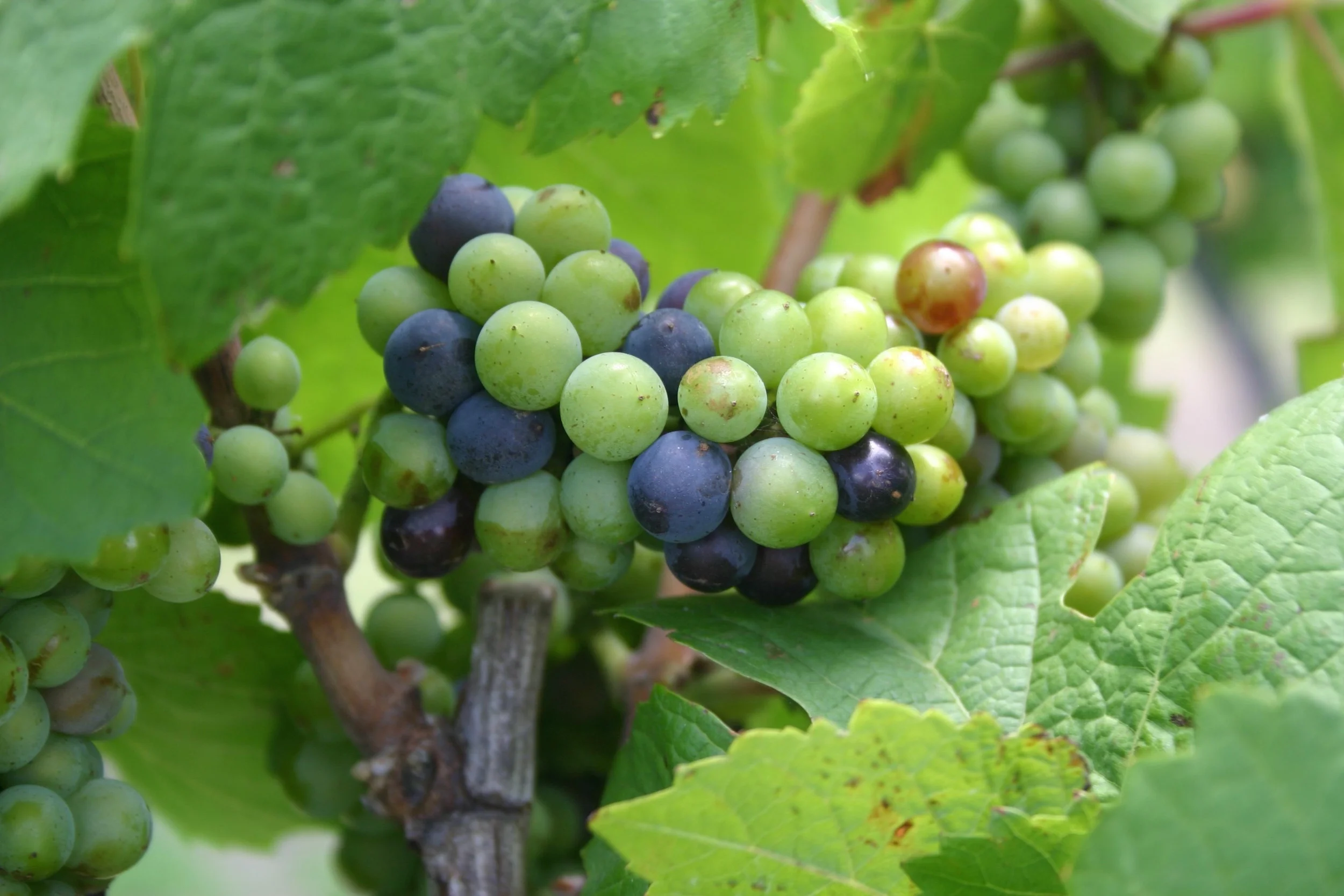 grapes1 copy.jpg