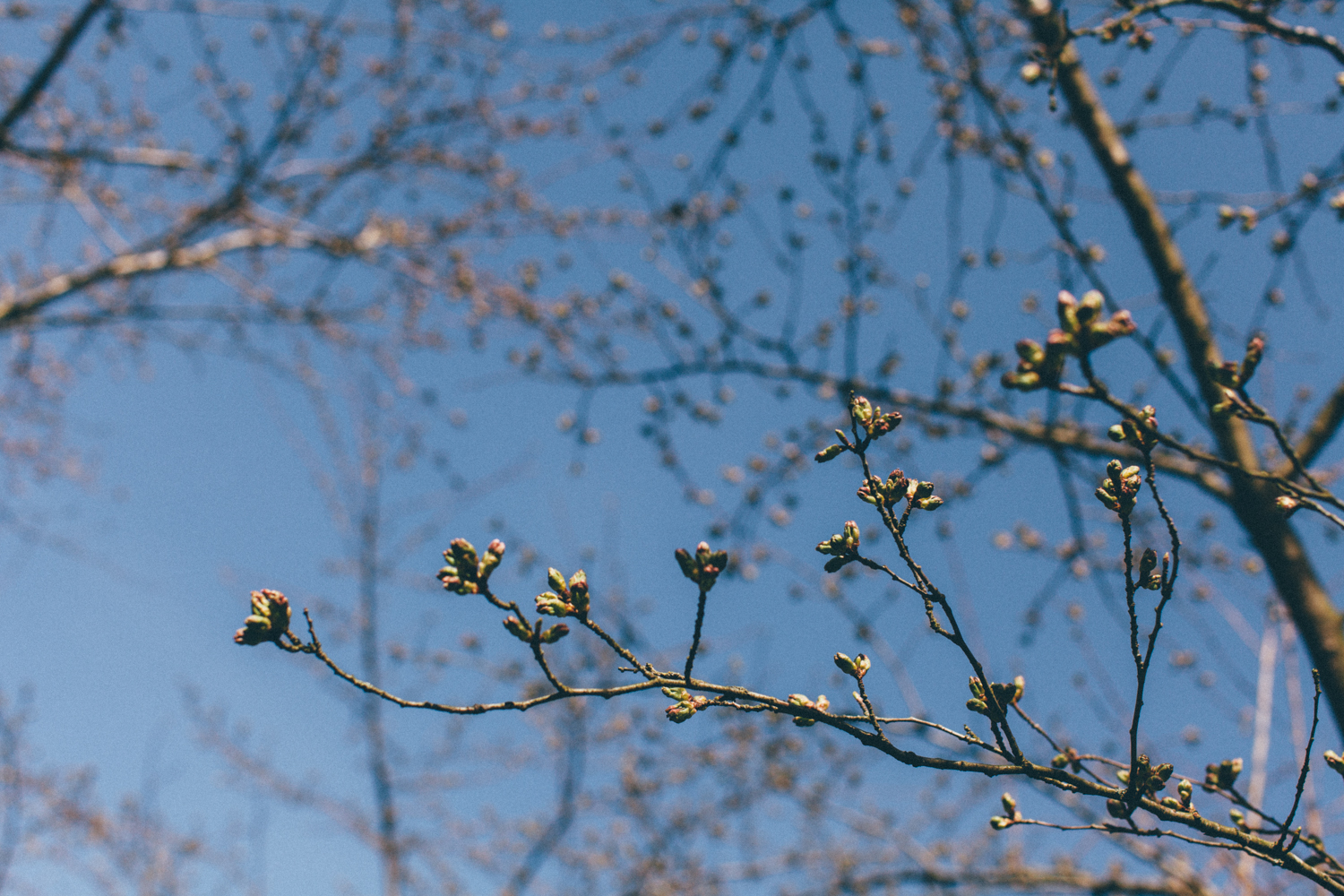 An afternoon with the Lubitel