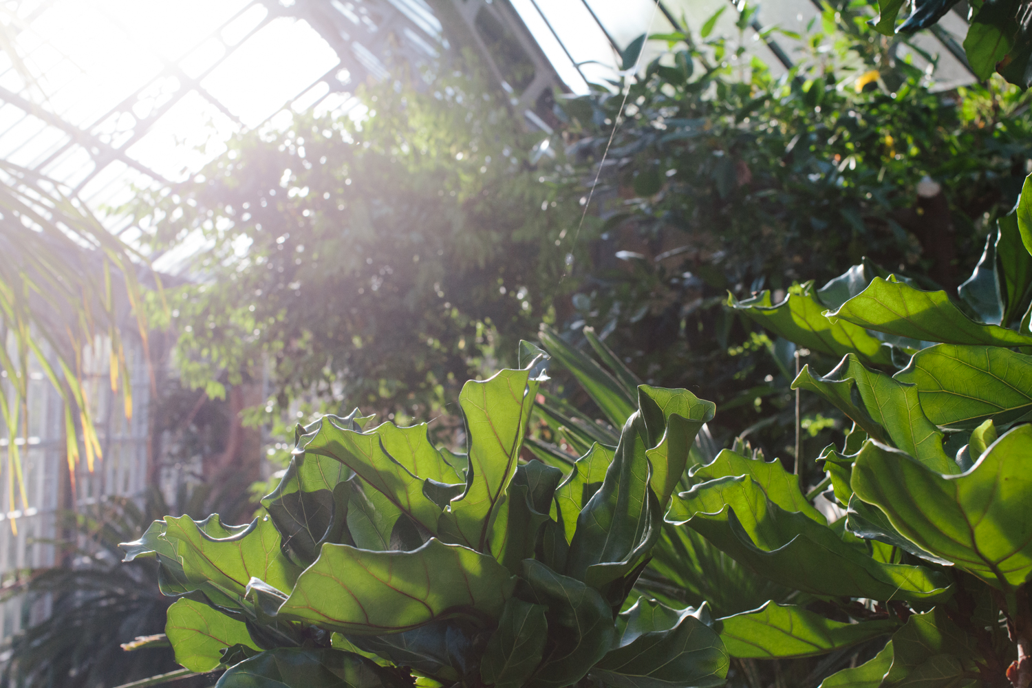Wedding Sion and Karen - Hortus Botanicus Amsterdam | huwelijk |
