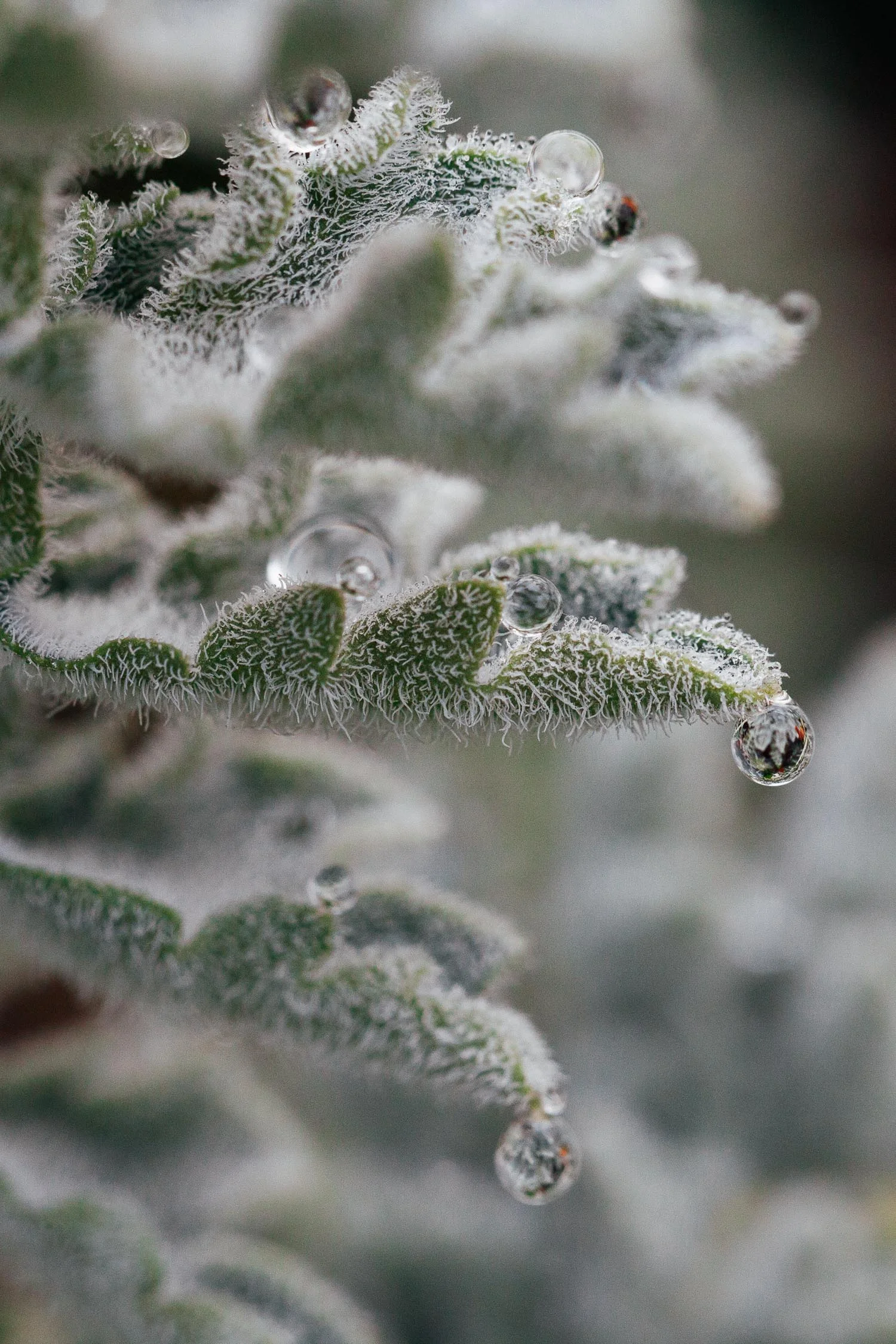Botanical - garden photography