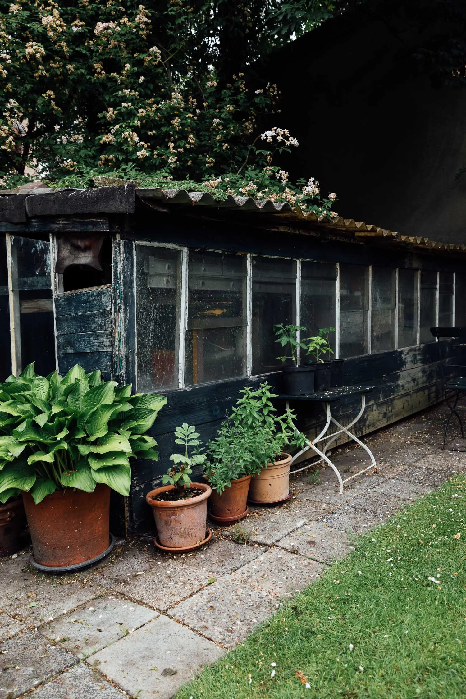 Amsterdam Gardens - green - greenery