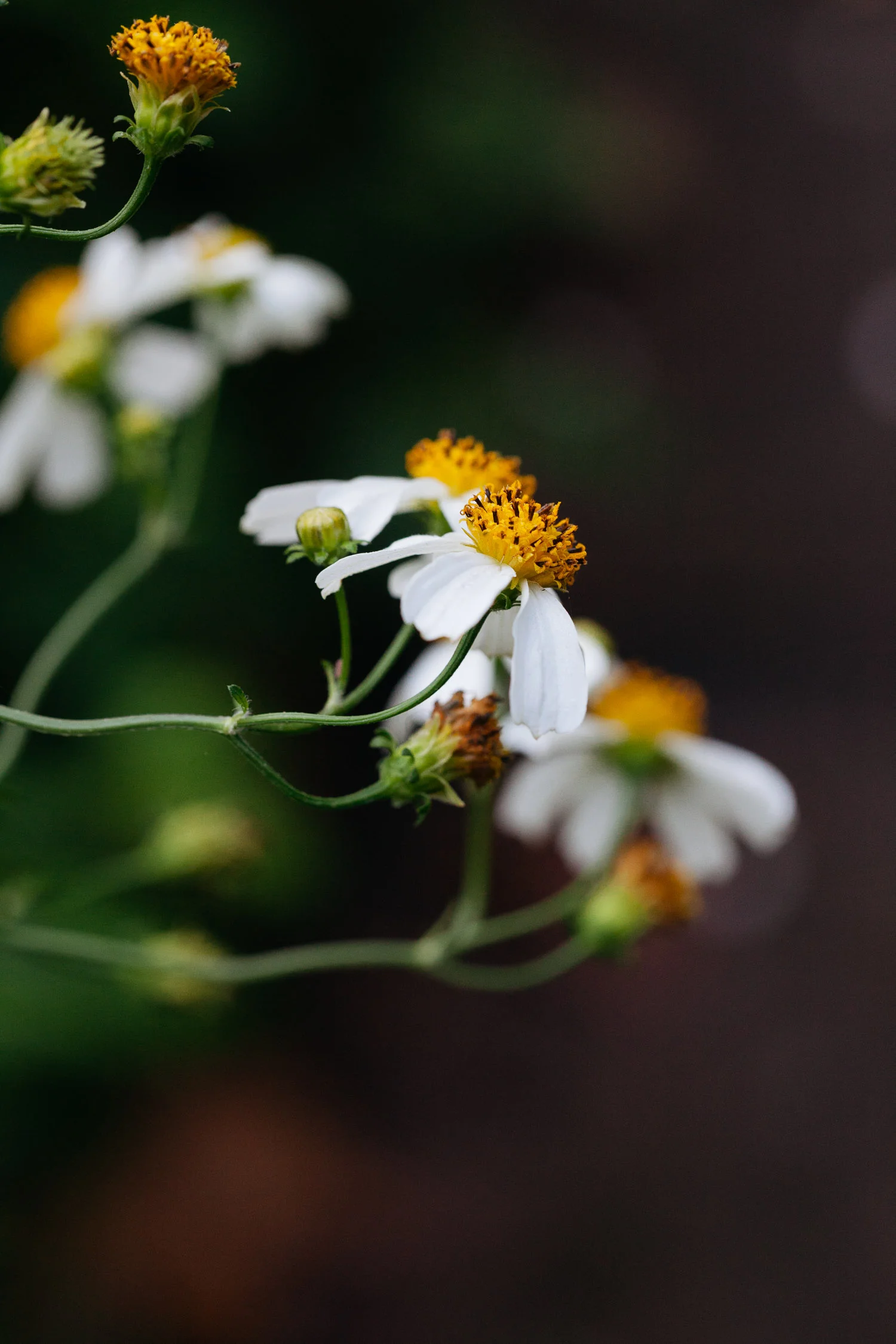 Gardens-green-greenery-plants-flowers-botanical-photographer-photography-On-a-hazy-morning-Amsterdam141.jpg