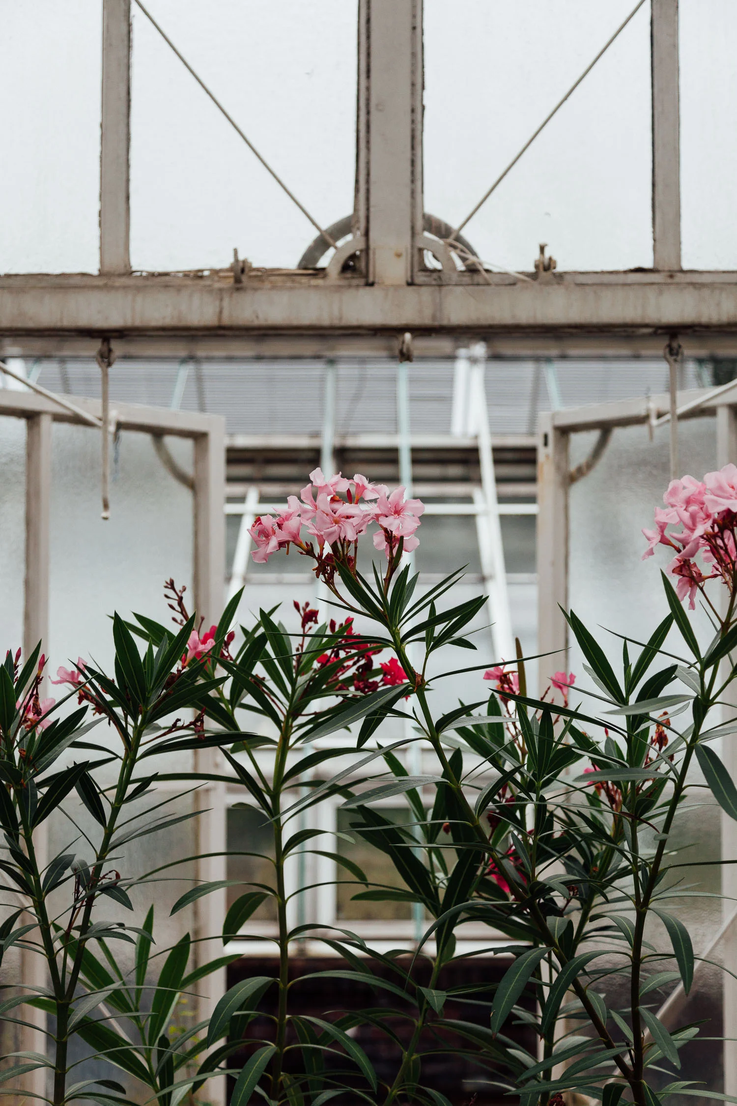 Botanical - garden photography