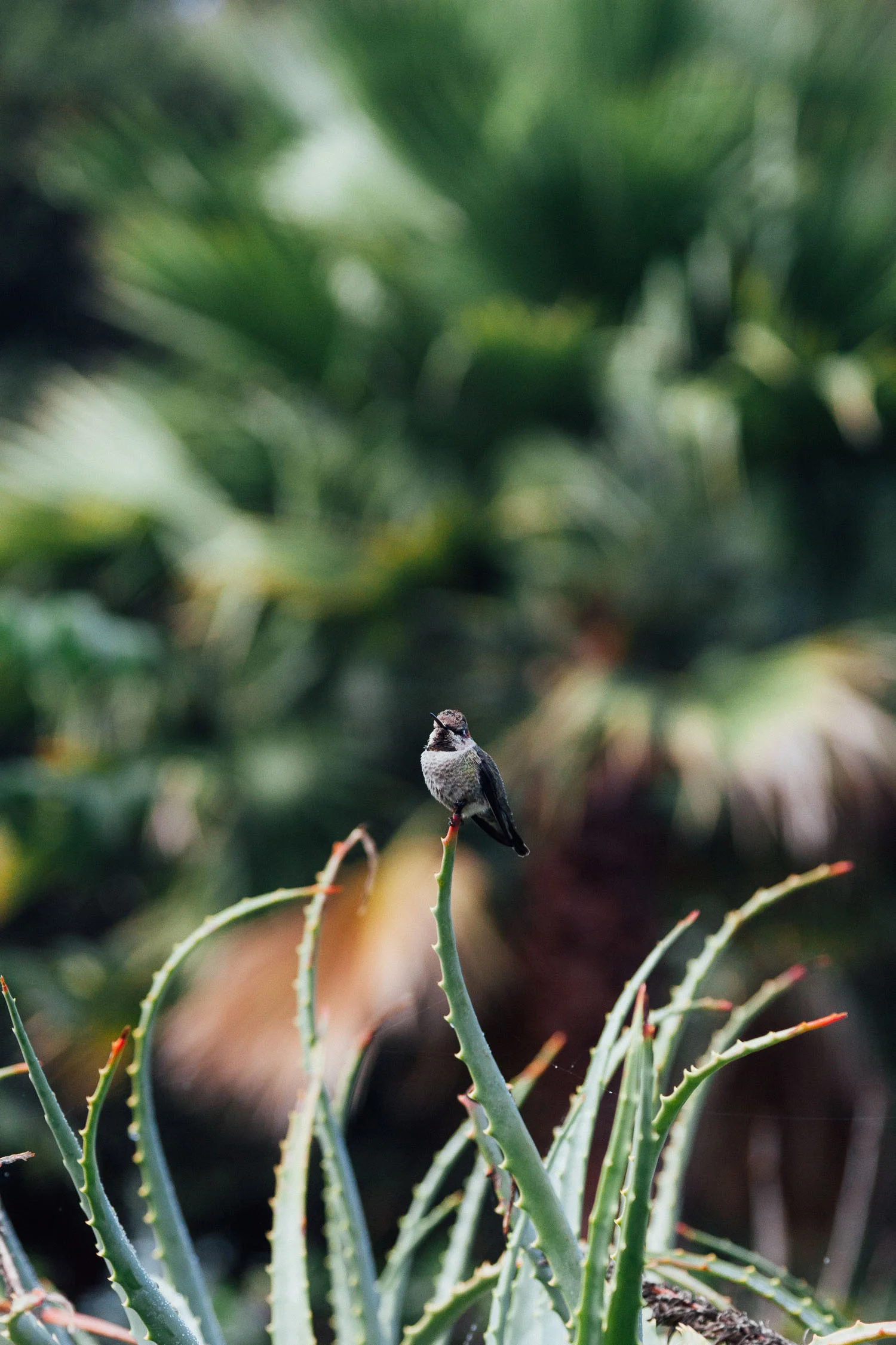 Botanical - garden photography