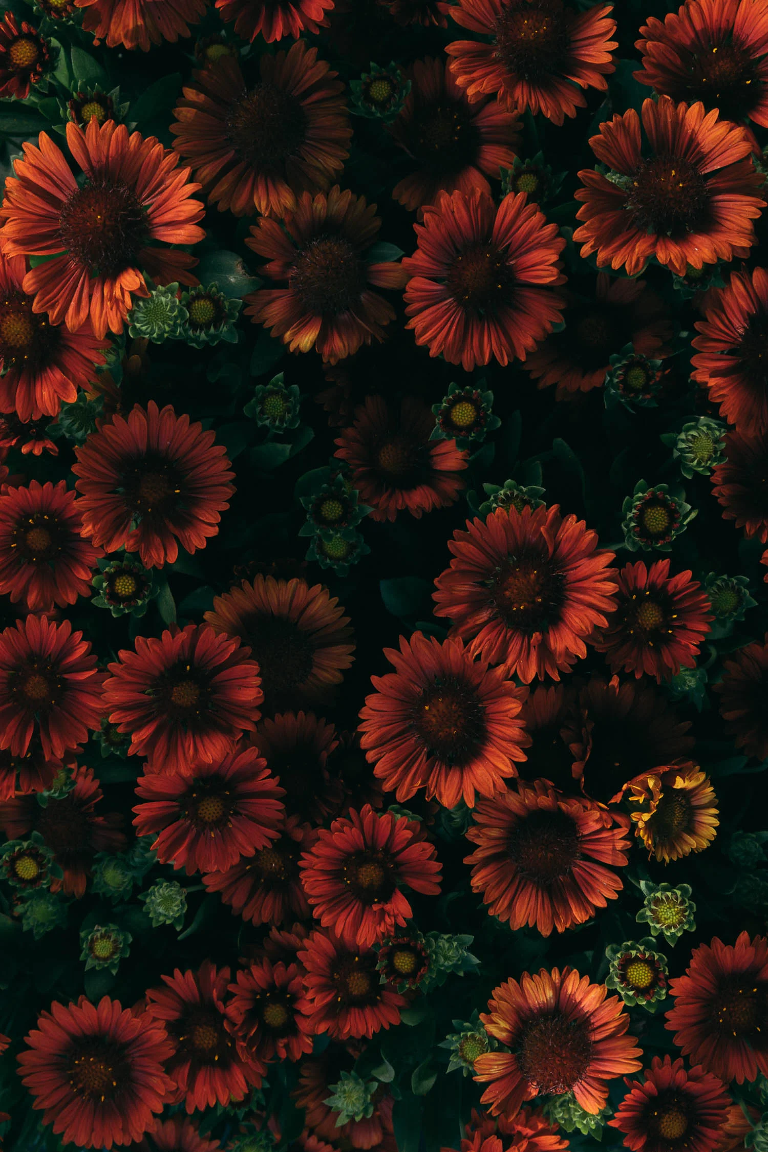 Bloom Magazine cover