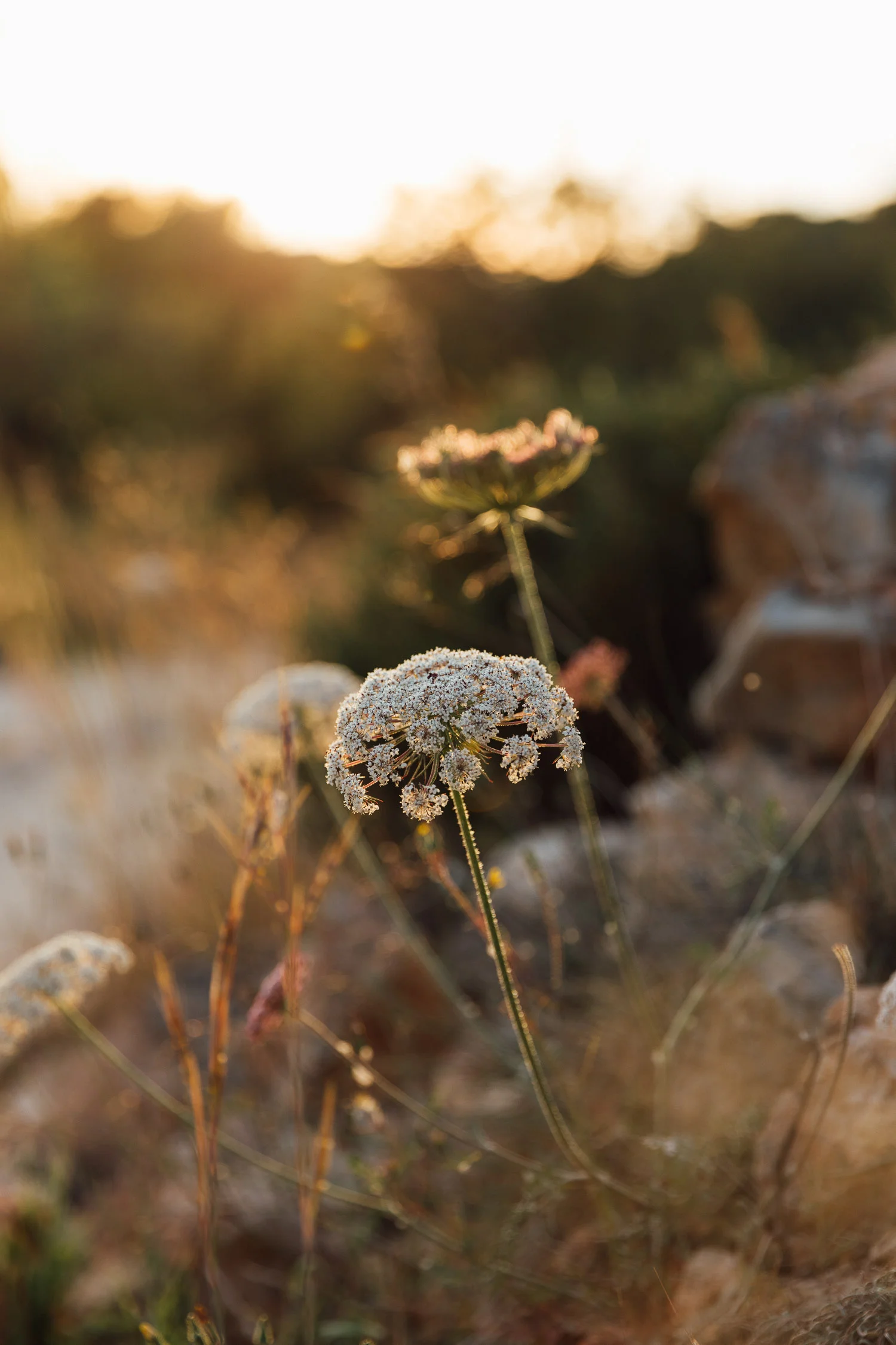 Ibiza_travel_nature_landscape_photography_On_a_hazy_morning005.jpg