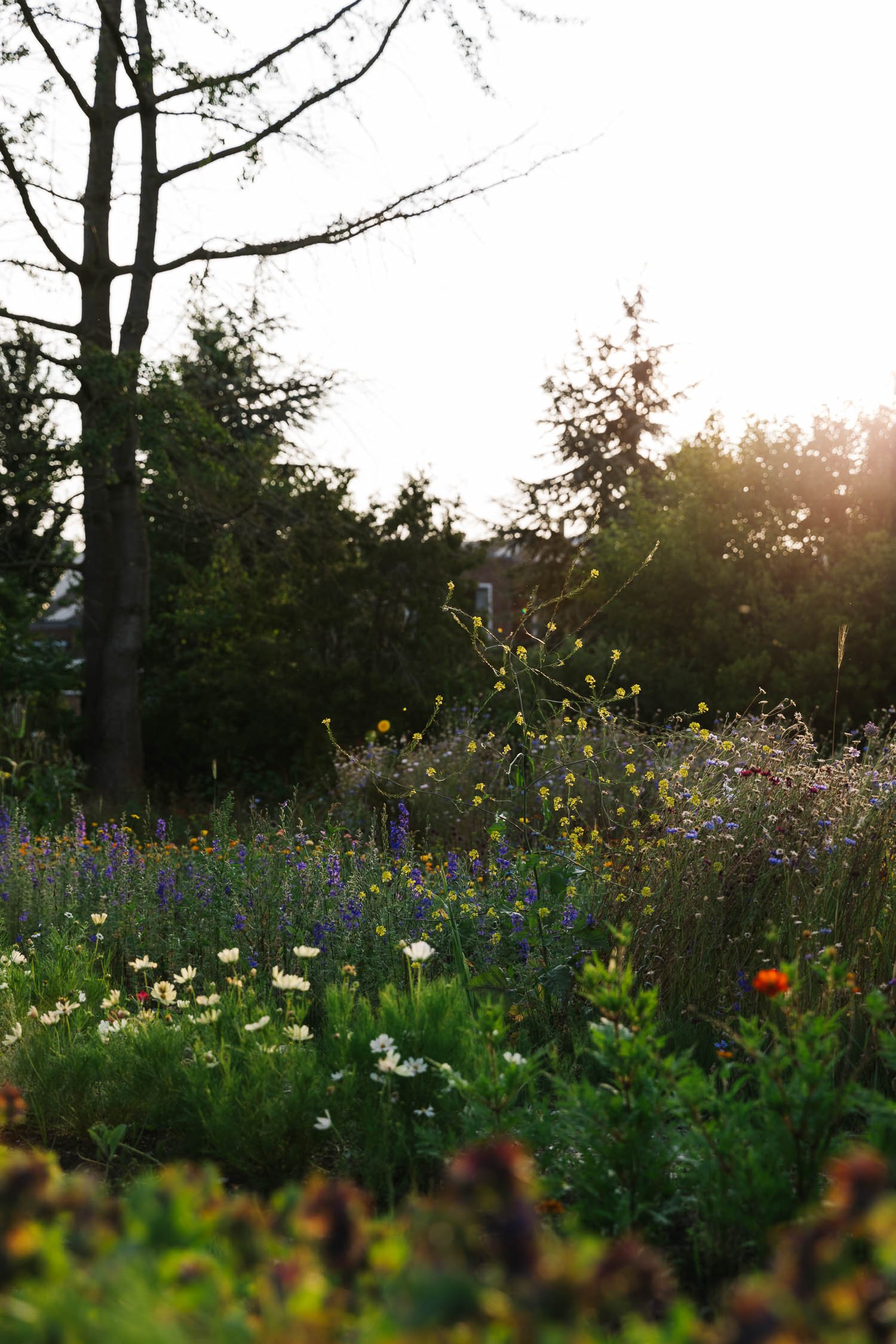 Noorderbloemen_fotografie_On_a_hazy_morning_Amsterdam_028.jpg