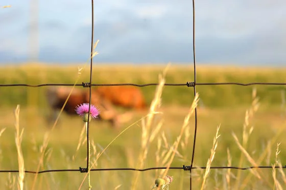 20120527-dsc_5111.jpg