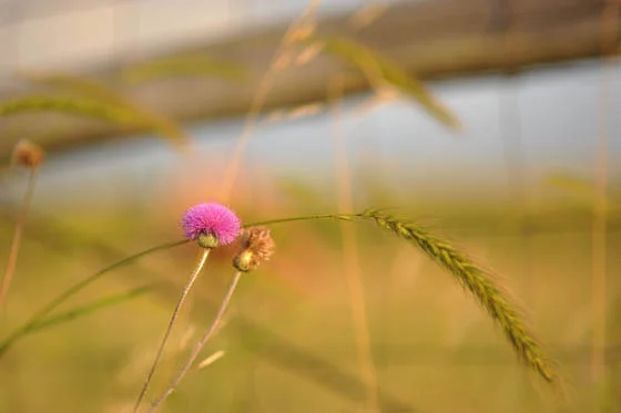 20120527-dsc_5124.jpg