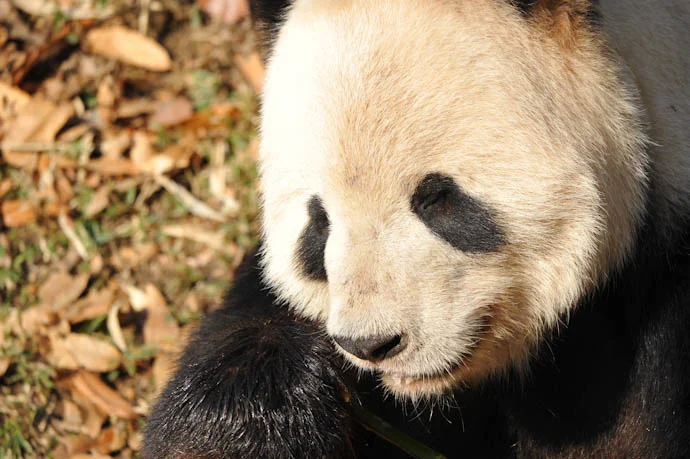 It's a panda miracle!