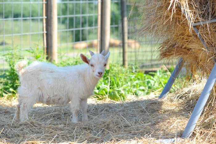 20130601-DSC_1610.jpg