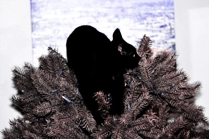 Live animal tree topper.