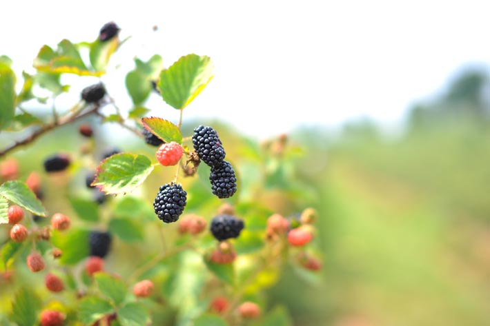 Hopefully not the last berries of the season...