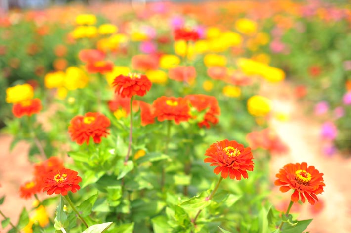 Not my garden.