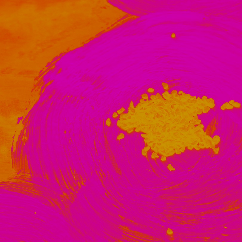 Bloom 2 Close up orange fus.jpg