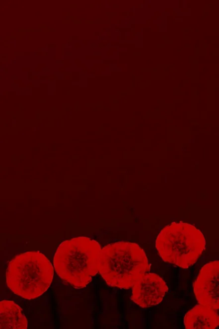 B(l)oom Red Orange.jpg