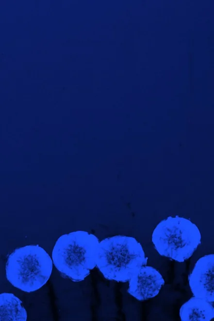B(l)oom Aqua Navy.jpg