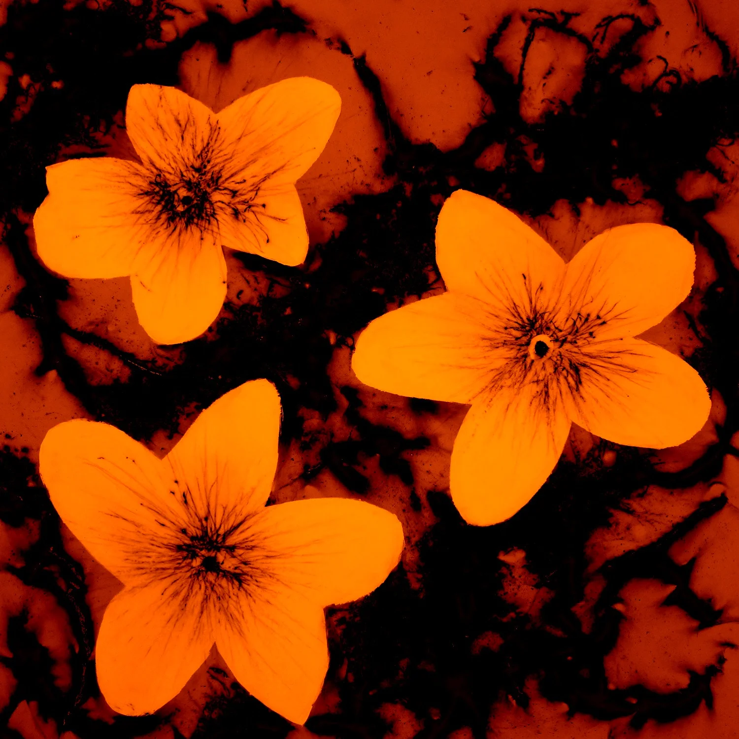 b(l)oom 3 Orange sat 1500.jpg