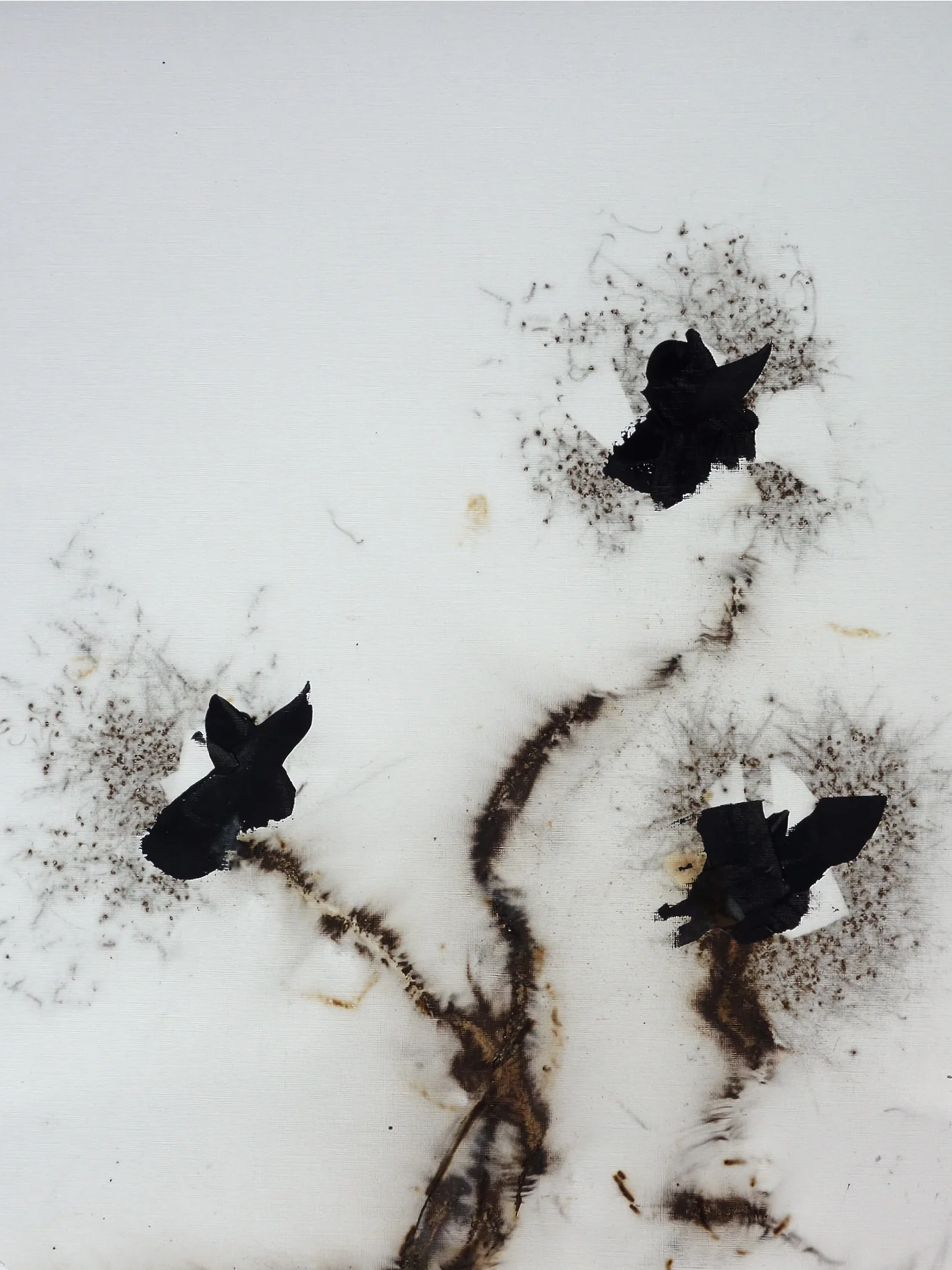 Uncultivated Black #3