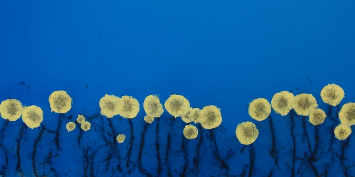 Stick Vega Gunpowder Art Selected For Commercial Installation At Liz Lauer And Associates.