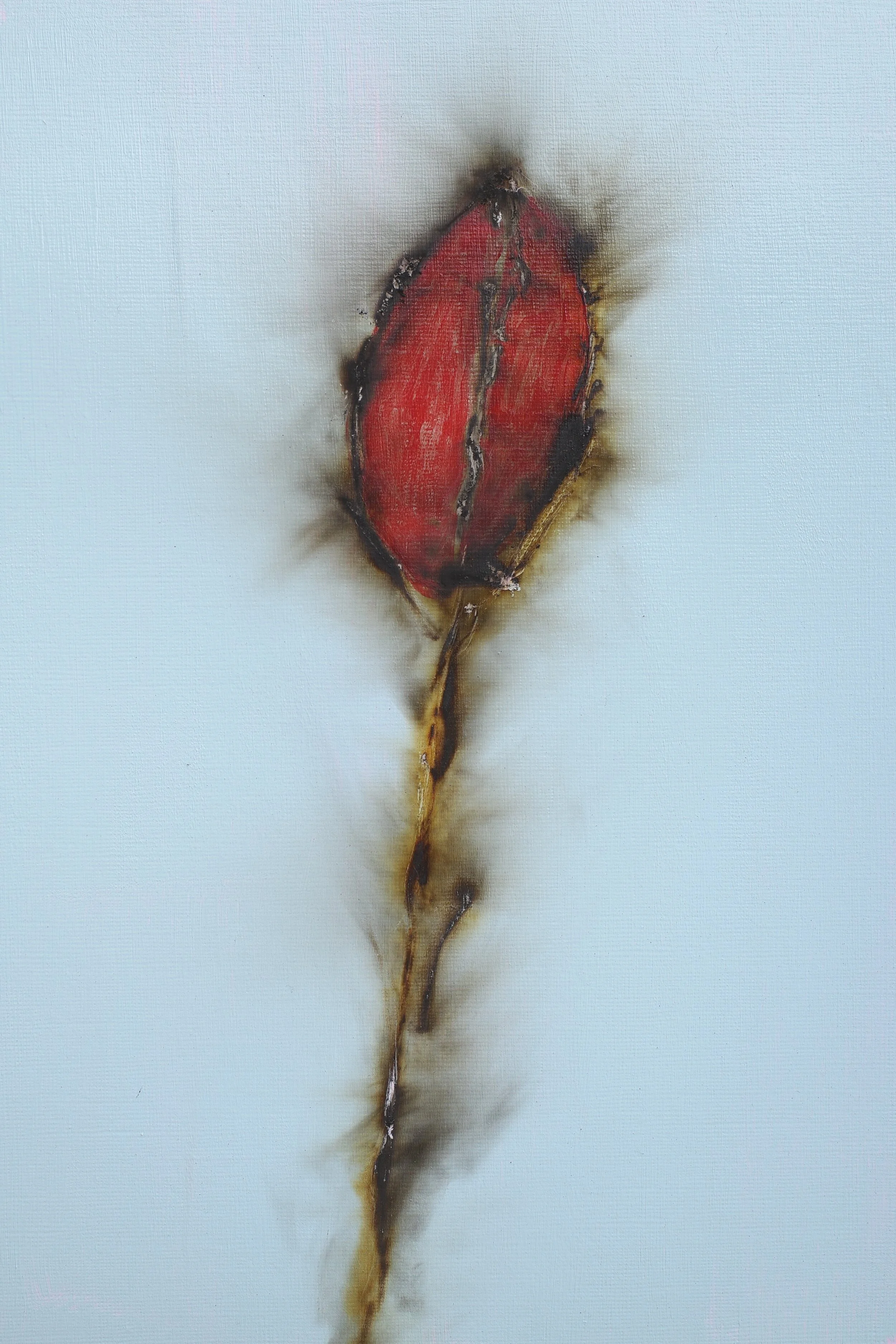 Tulipa.jpg