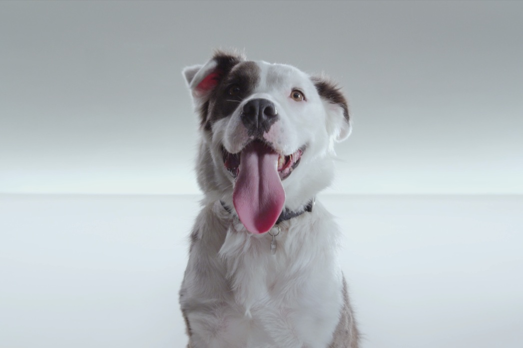 The Shelter Pet Project - 'Jules'