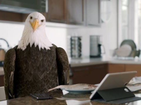 Cox - 'National Symbol'