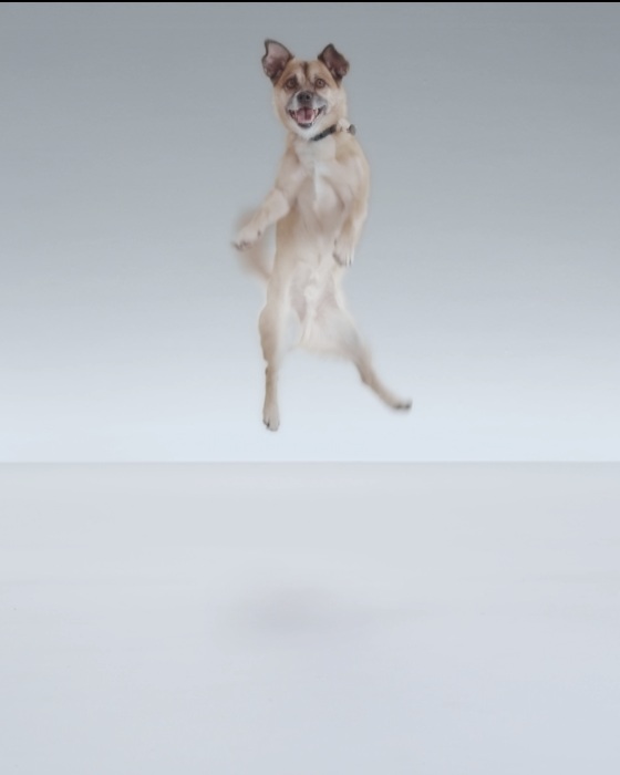 The Shelter Pet Project - 'Arnie'