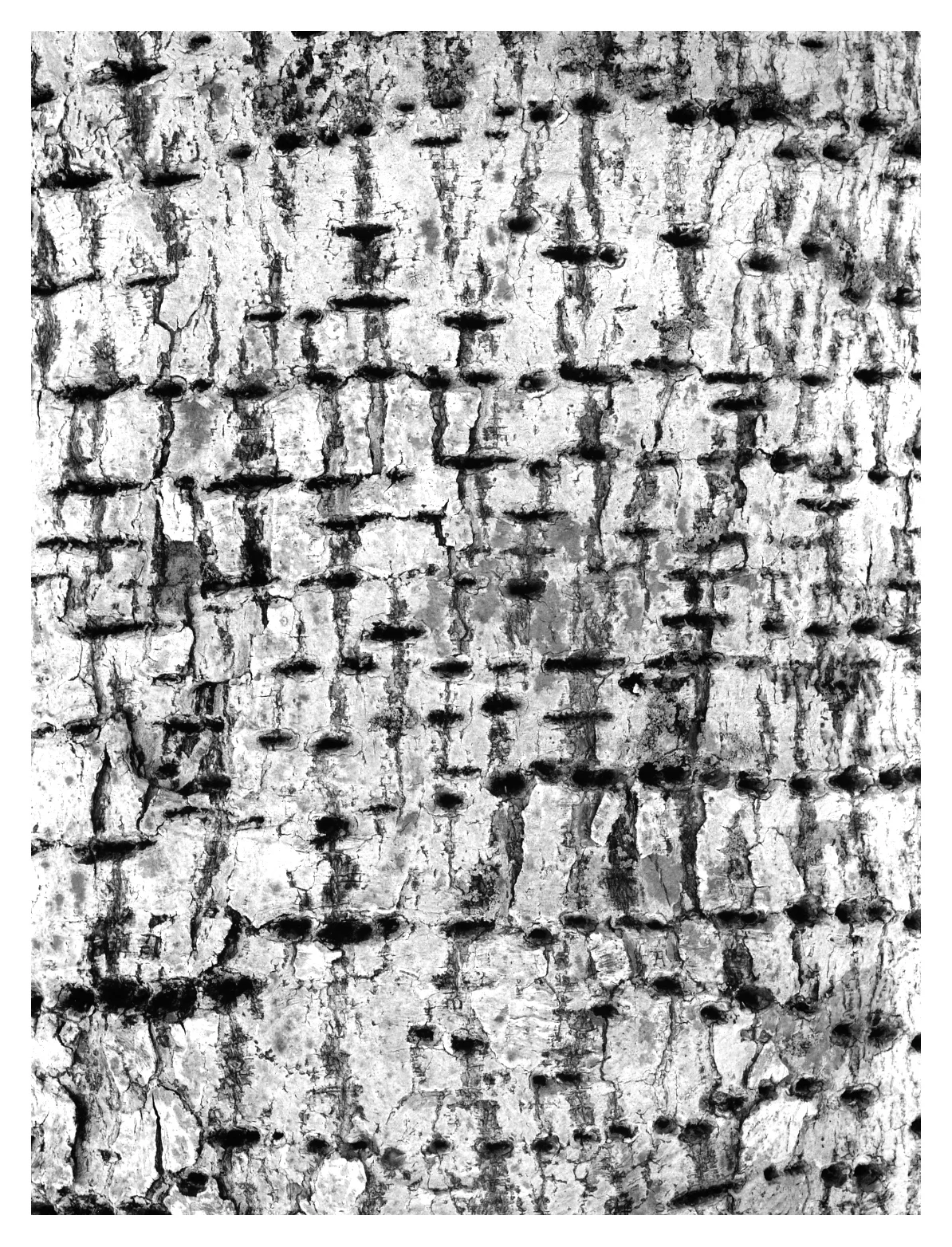 abstraccionarbol.jpg