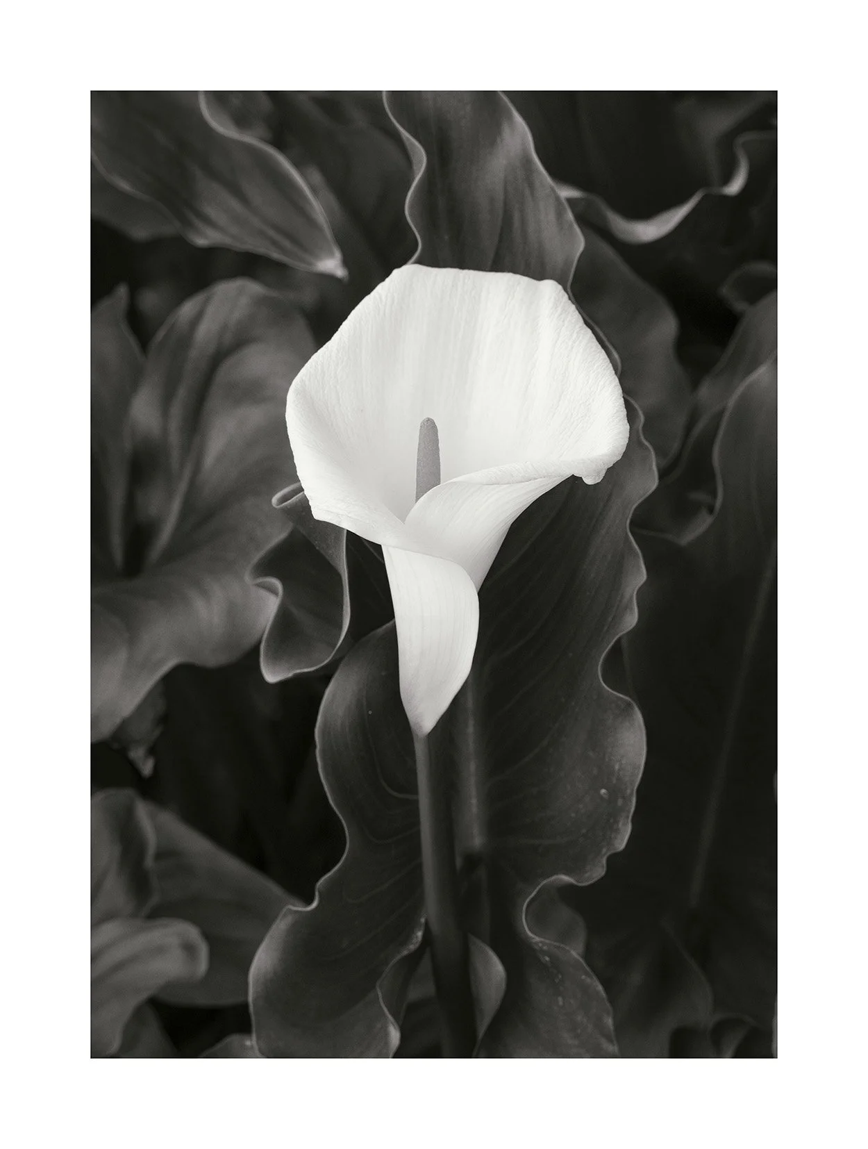Flor Lila web.jpg