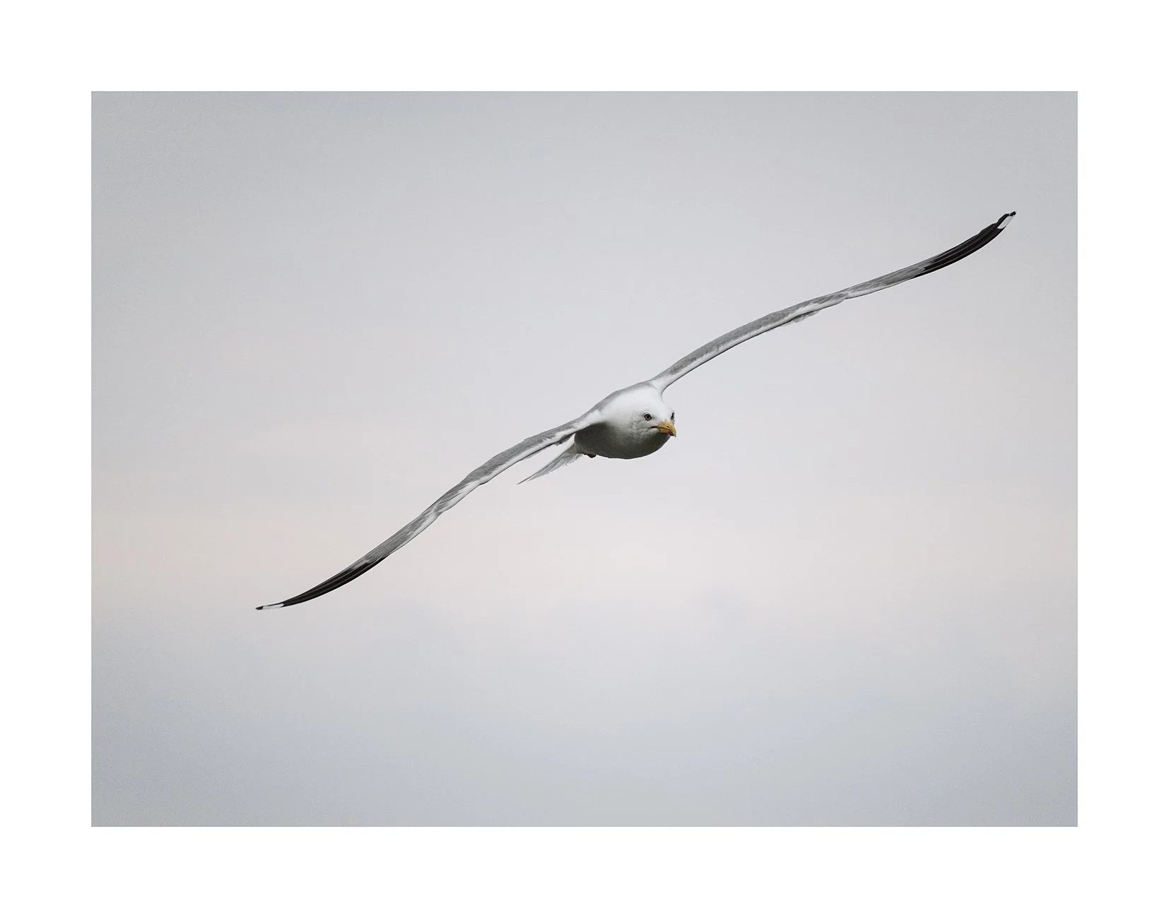Gaviota en vuelo copia.jpg