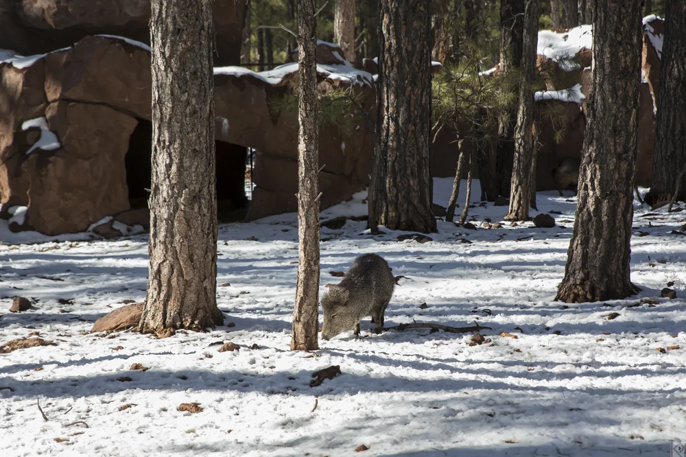 mikes-surprise-birthday-flagstaff-31.jpg