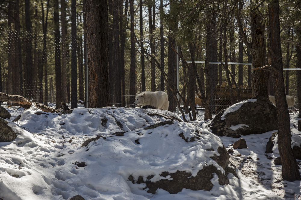 mikes-surprise-birthday-flagstaff-13.jpg