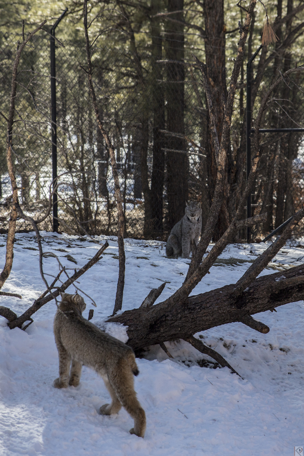 mikes-surprise-birthday-flagstaff-28.jpg